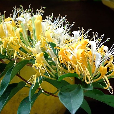 Cây Hoa kim ngân bụi