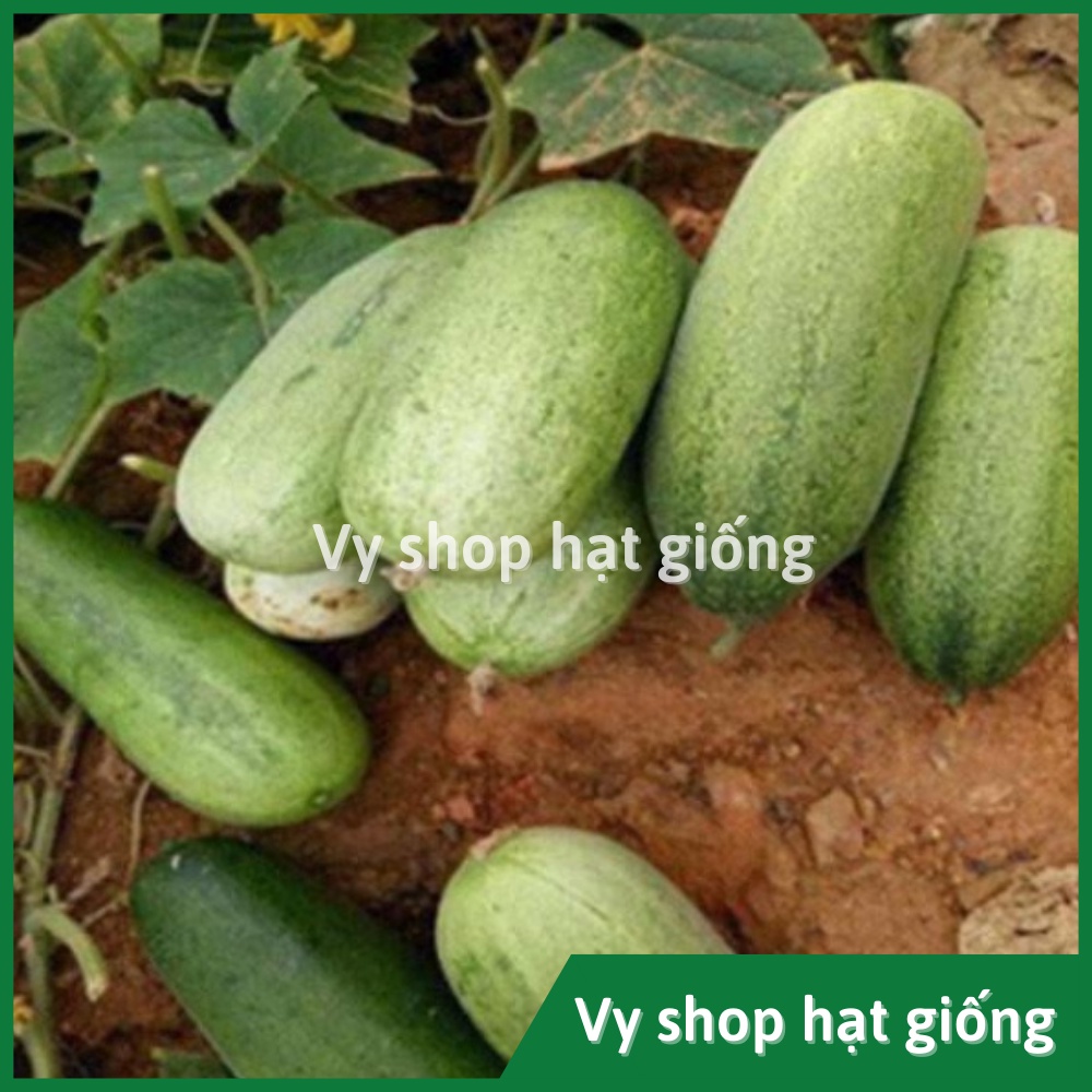 Hạt giống dưa chuột mèo (dưa leo) Thái Lan gói 200 hạt