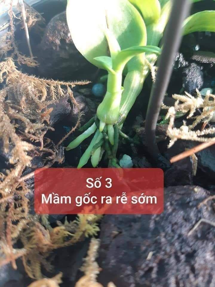 [HCM]Phân bón chuyên lan PHS Trí Việt