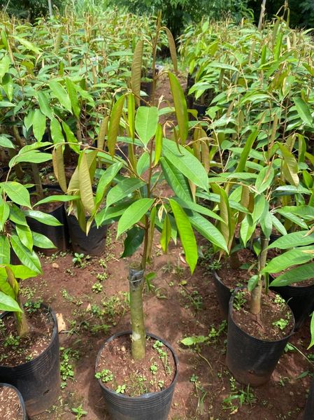 CÂY Giống sầu riêng Black Thorn