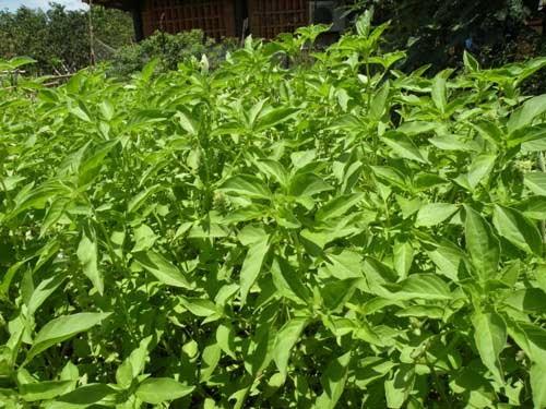 Gói 5g hạt giống rau é trắng (rau thơm sả - húng thơm trắng)