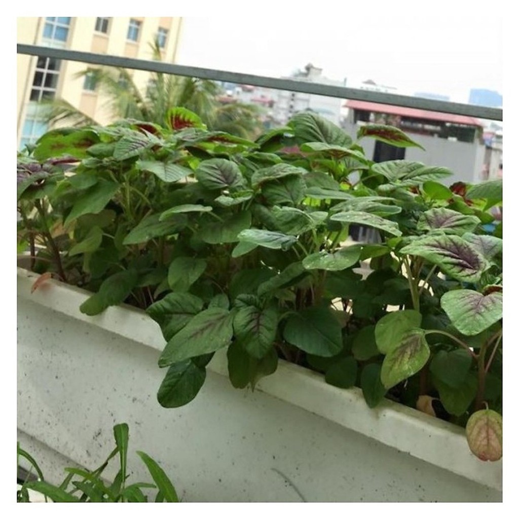 Hạt giống rau dền khoang
