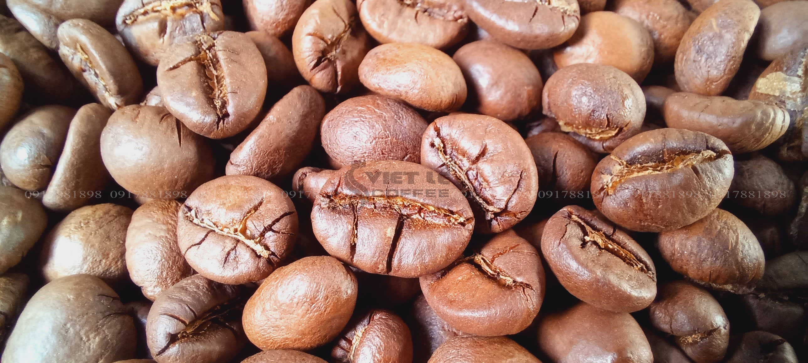 1kg Cà phê Robusta hạt rang mộc VIET LE COFFEE