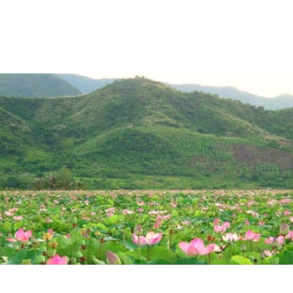 500gr Lá sen khô hàng loại 1