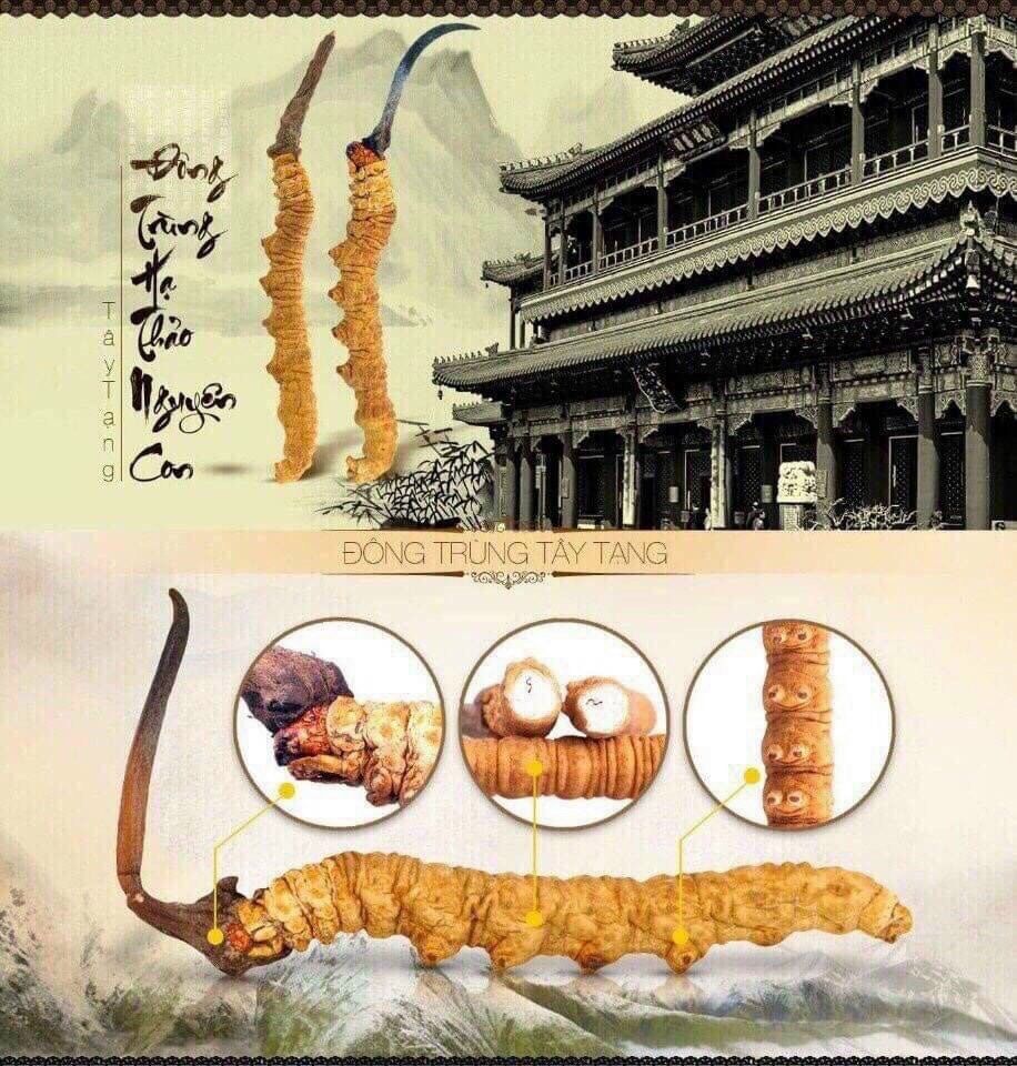 Đông trùng hạ thảo Tây tạng