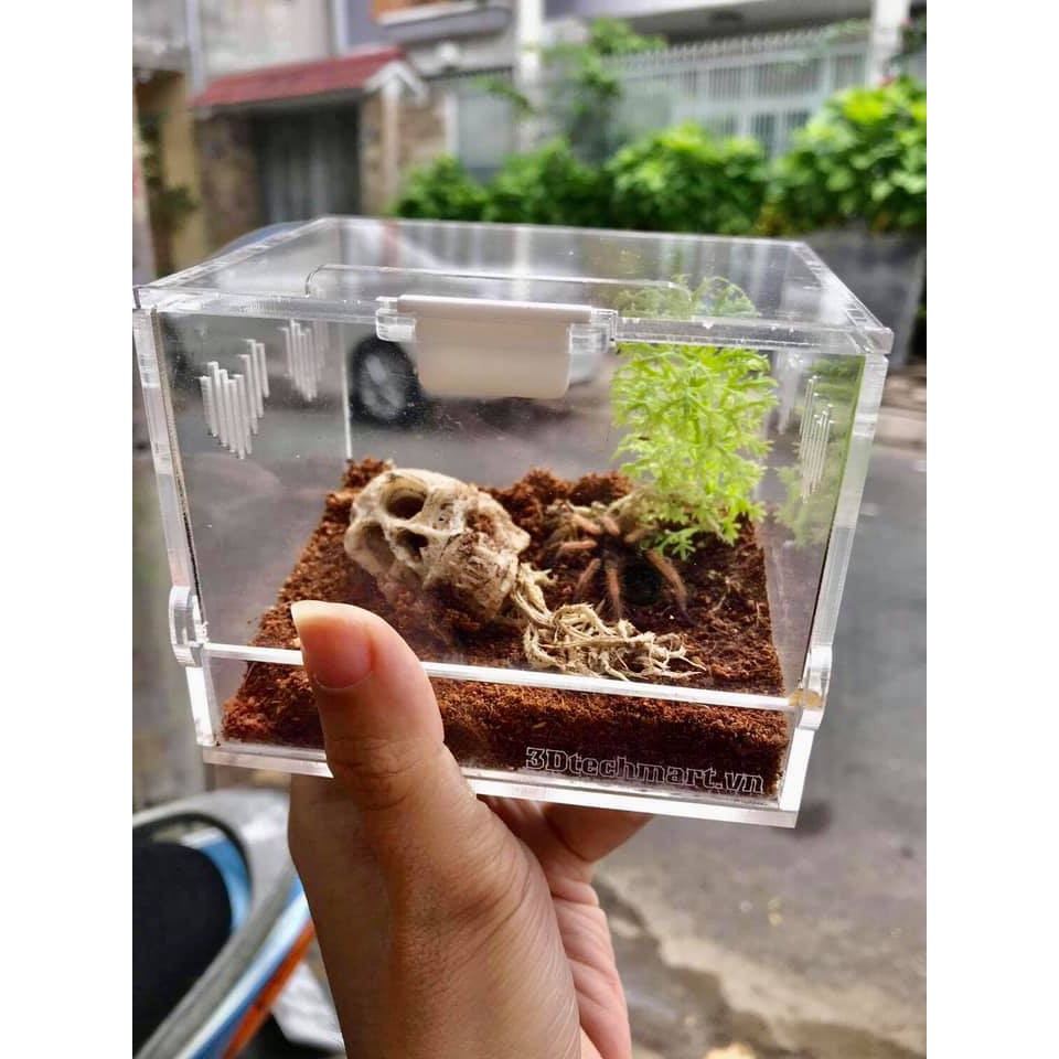 Hộp nuôi Nhện Sling, kích thước 10x8x8cm