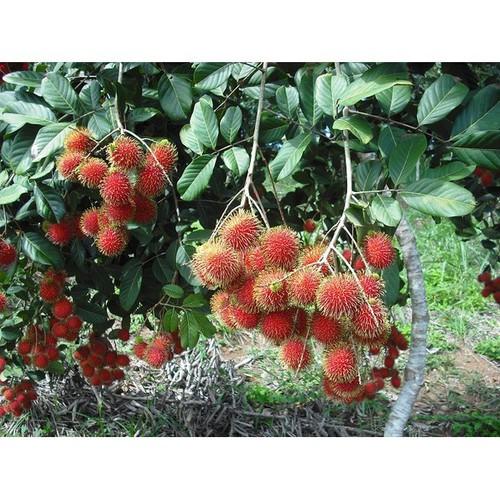 [HCM]Phân bón đầu trâu đa năng 20-20-15 (1kg/gói)