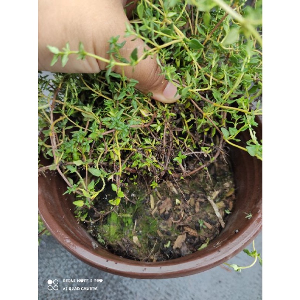 0965008983 thyme ( xạ hương)