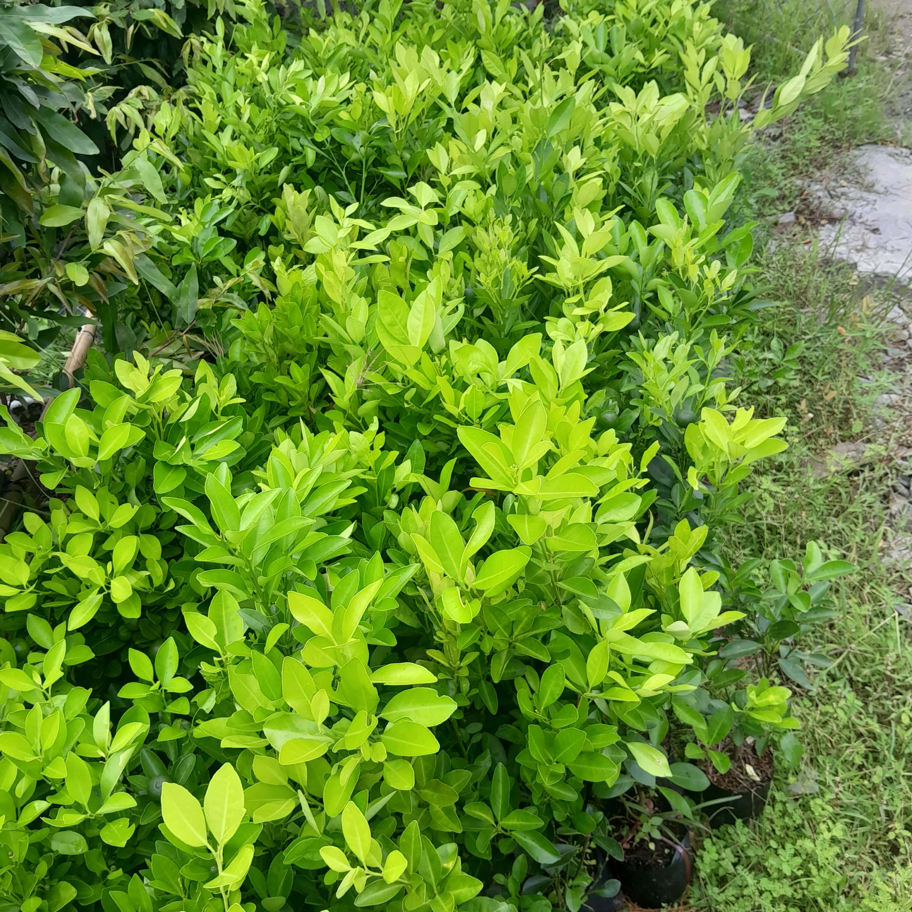 Cây giống Tắc Bánh Xe ( Cây Quất )