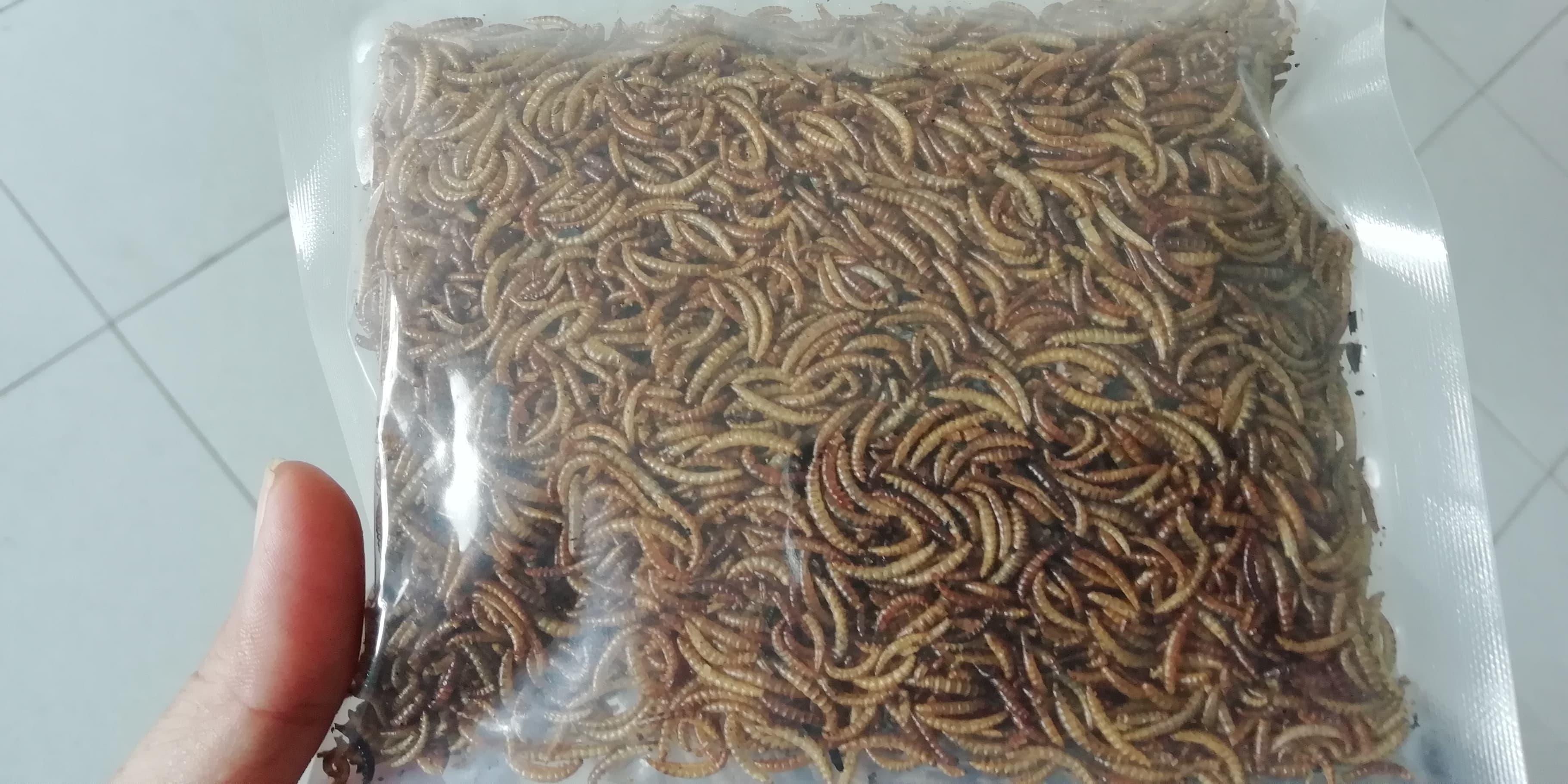 Sâu sấy khô hamster cung cấp đầy đủ dinh dưỡng giúp mượt lông và tăng năng lượng hoạt động sử dụng lâu dài