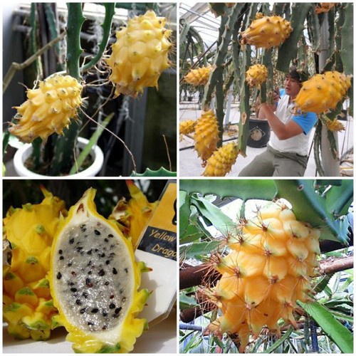 Cây giống thanh long tổ yến vỏ vàng ecuador