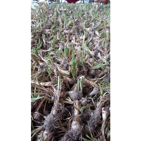Củ Hoa Huệ Ta, Huệ Trắng Cánh kép Thơm