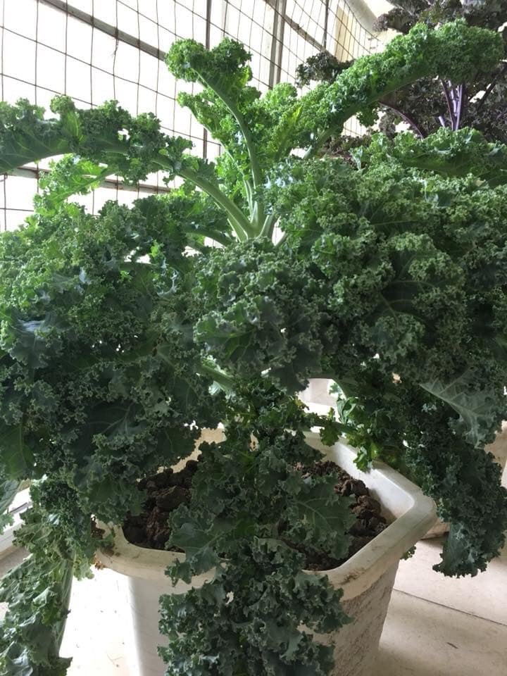 [Lấy mã giảm thêm 30%] Gói Hạt Giống Cải Kale