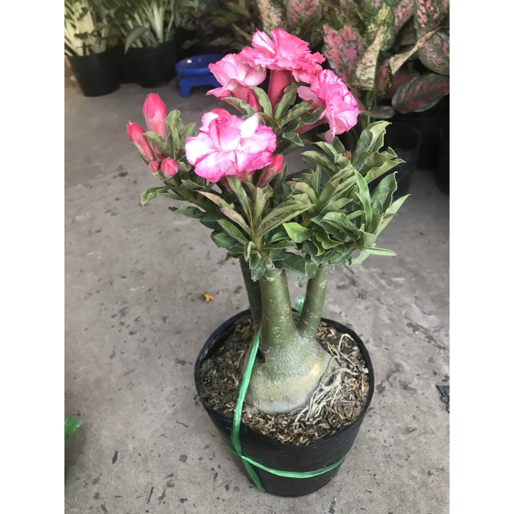 Chậu Cây Hoa Sứ Thái