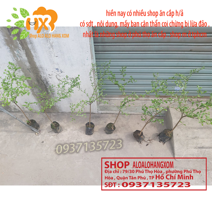 COMBO 3 CÂY BÀNG ĐÀI LOAN CAO TỪ 25-40CM -( BÀNG LÁ NHỎ)