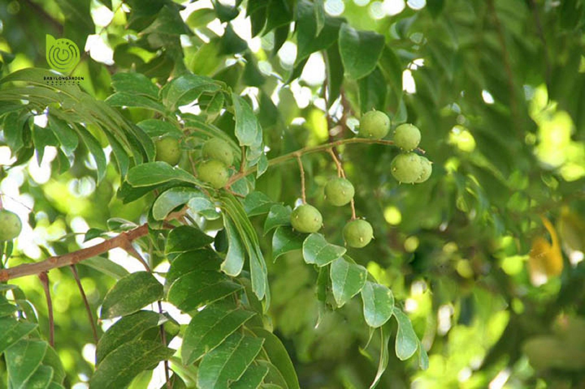 Cây GIỐNG SẤU [ CÂY GHÉP CHO QUẢ SỚM ]