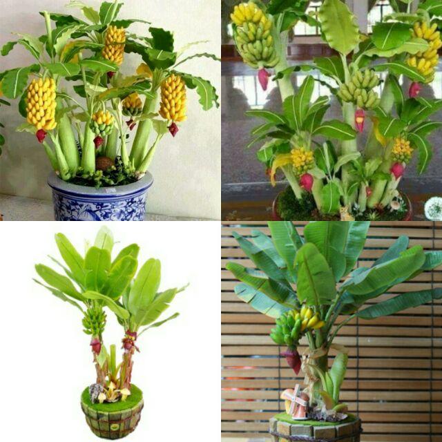 [Lấy mã giảm thêm 30%] Gói Hạt Giống Chuối Mini (Chuối Cảnh)