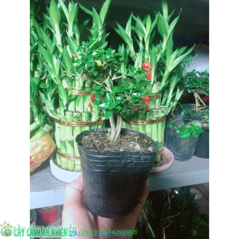Cây Sam Hương Bonsai