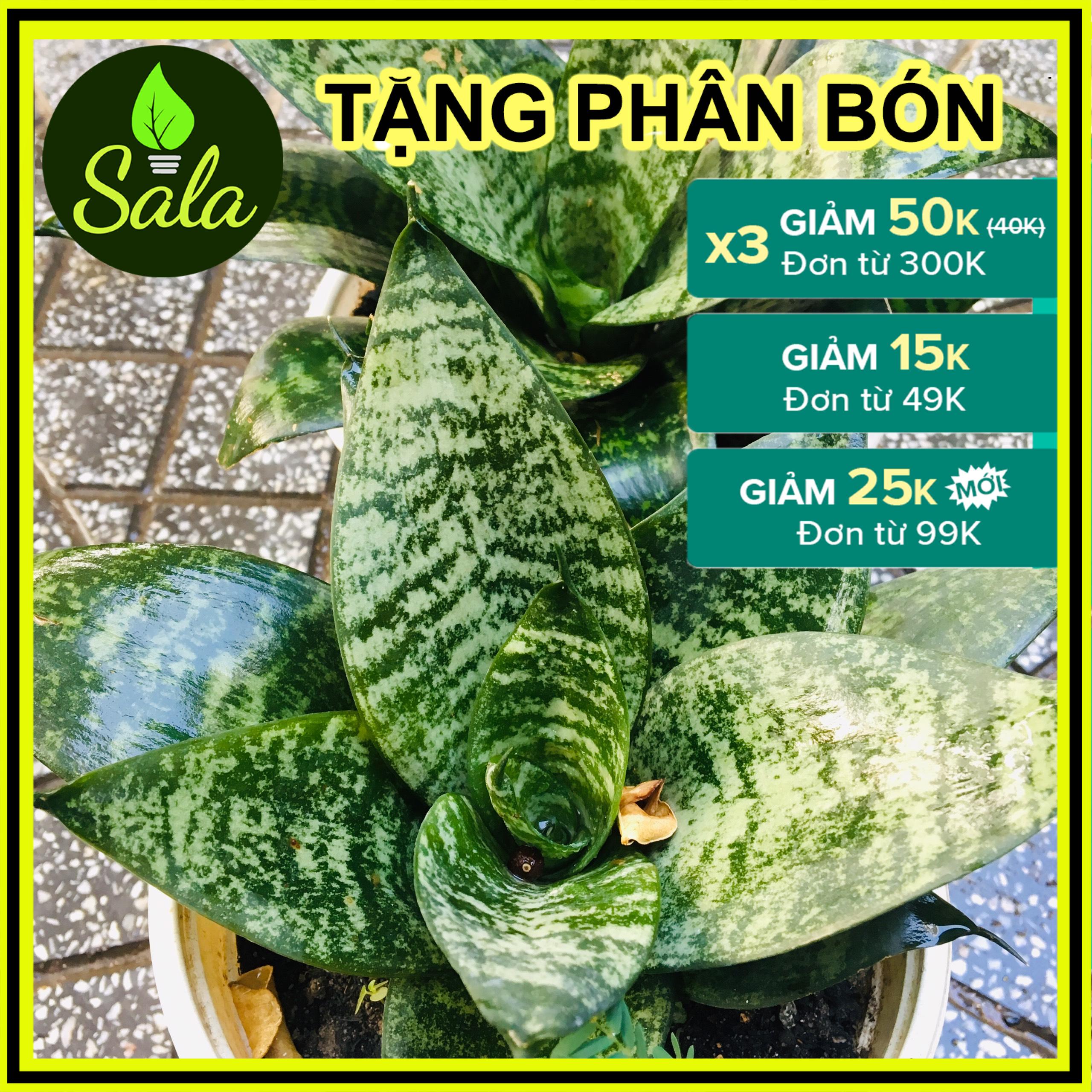 CÂY LƯỠI HỔ LÙN XANH XÒE Y HÌNH