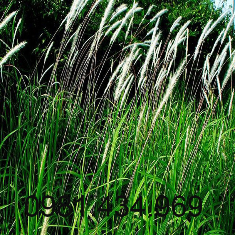 Rễ Cỏ Tranh Khô 500G Sạch Mới
