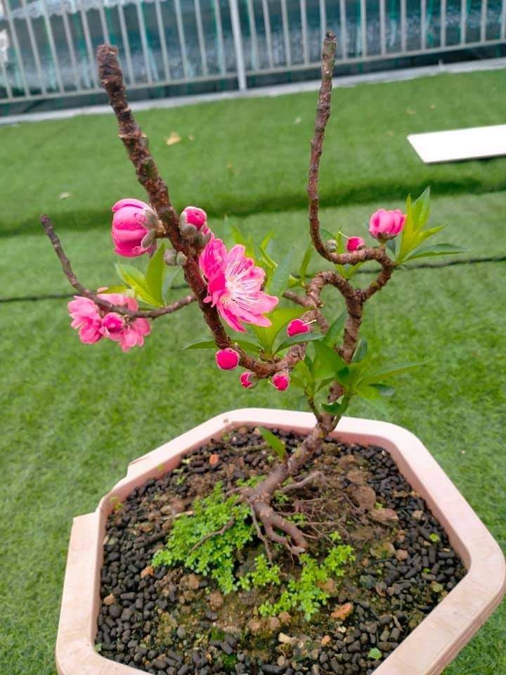 (Mới) Đào thất thốn Lạng Sơn dòng cánh sen