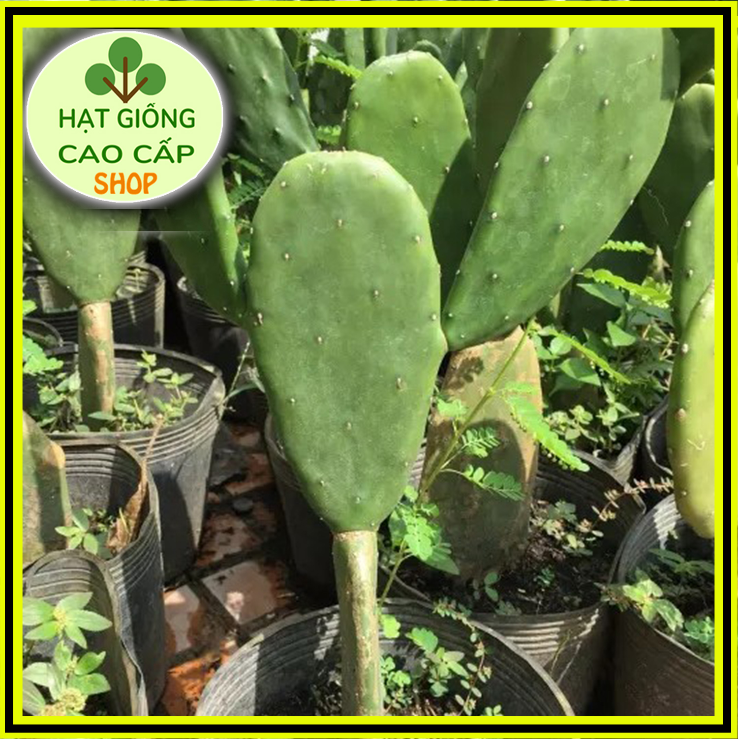 Cây Xương Rồng Tai Thỏ (Một Chậu 4-5 Tai Thỏ)