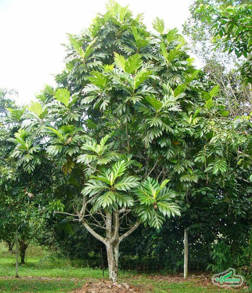 Cây sa kê cây lớn