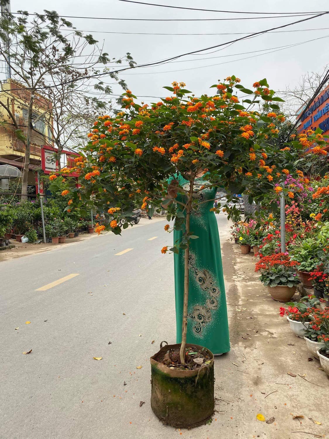 01 Cây Ngũ Sắc Dáng Tree Hoa Quanh Năm Siêu Đẹp