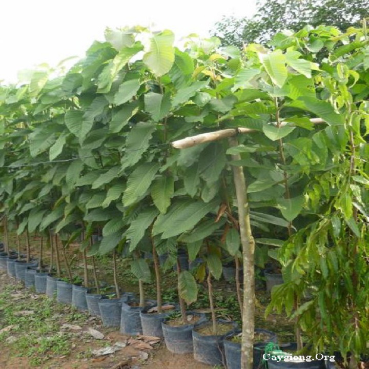 cây giống bằng lăng tím, cây cao 40-60cm