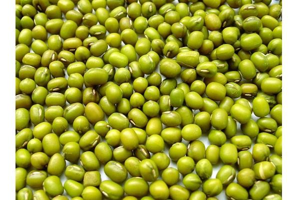 Gói 100g Hạt Giống Rau Mầm Đậu Xanh Mầm Giá Đỗ (Đậu làm Giá Đỗ) - PhuNongSeeds Hạt Giống Rau Củ Quả Nảy Mầm Nhanh Sinh Trưởng Mạnh - S Garden