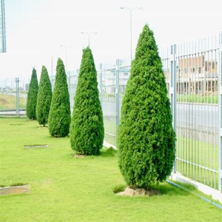 CHẬU CÂY TÙNG THÁP( CÂY TÙNG CỐI) LÙN