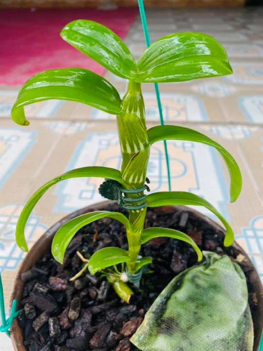Farm Zone 315 Cốc lan phi điệp đột biến 5 cánh trắng MẮT TRÂU (5CT), hoa cực đẹp, cực hiếm, hàng gieo hạt