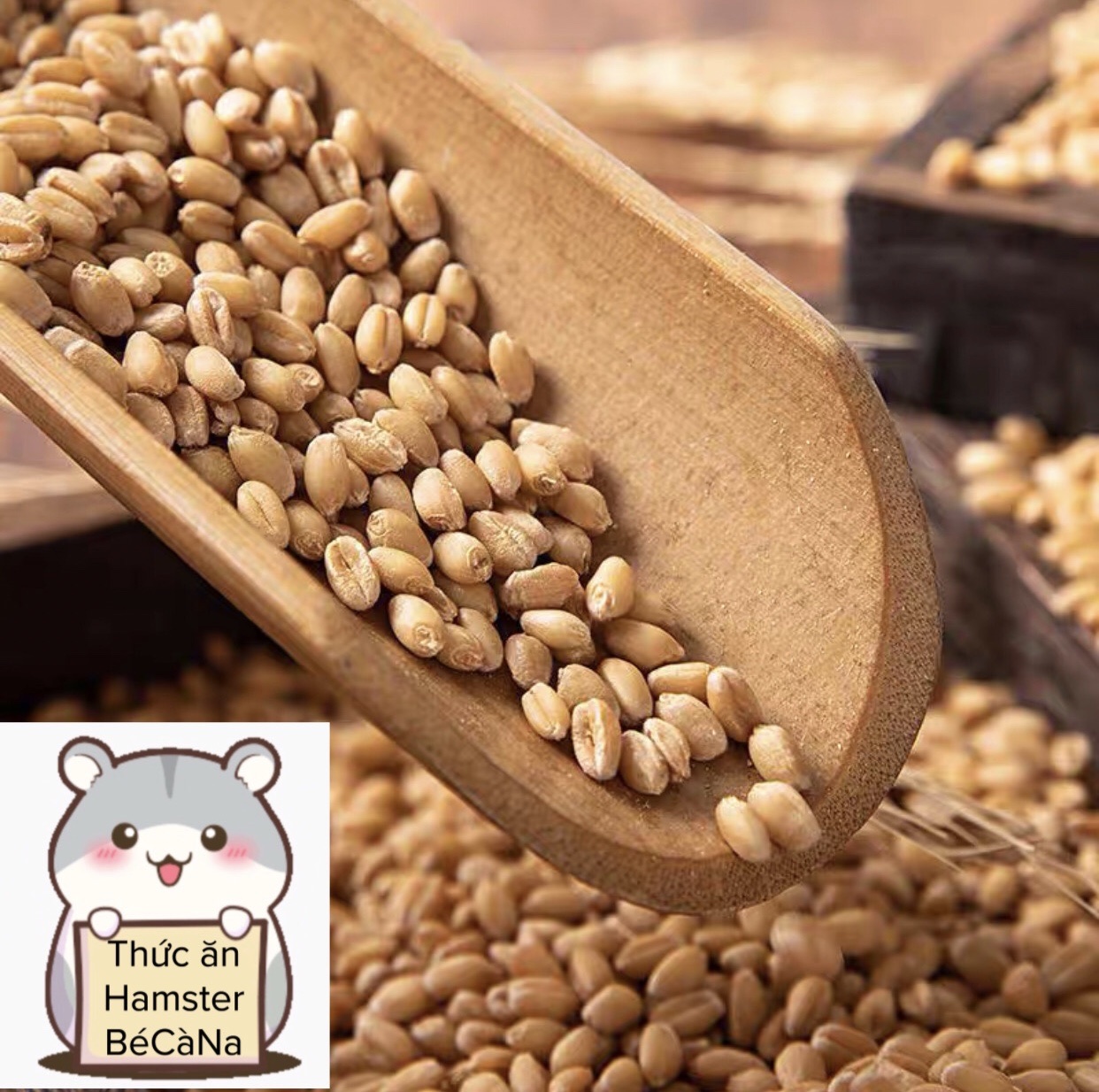Lúa mì cho hamster (bé cà na) thức ăn cho hamster , thỏ bọ sóc chinchilla...