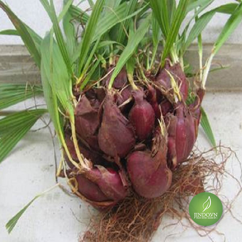 Sâm đại hành (tỏi đỏ) - Gói 1kg LV151