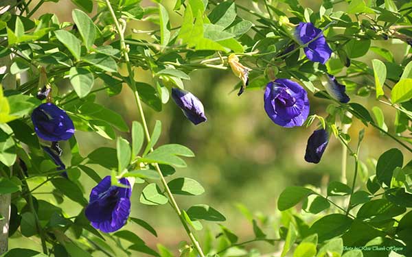 [Seeds] Hạt giống Hoa Đậu Biếc đóng gói 1gr- 2gr