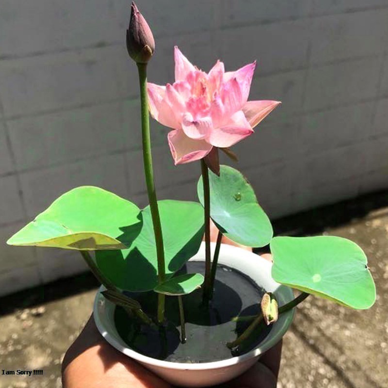 10 Hạt sen mini nhật full màu 9 màu (Đã cắt đầu)