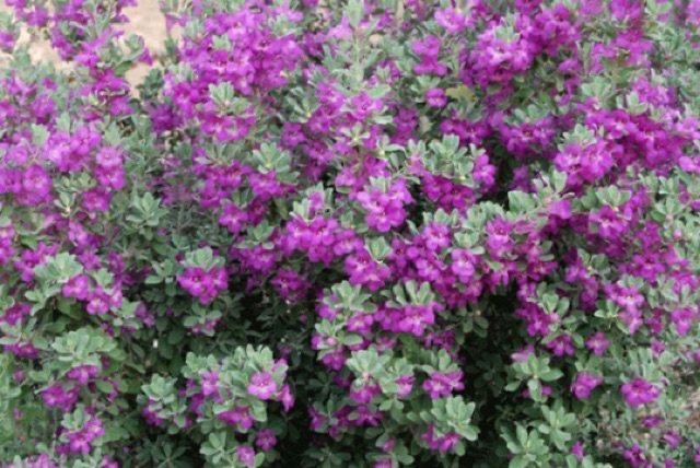 Cây tuyết Sơn phi hồng