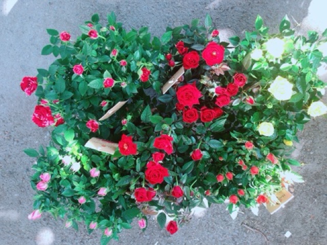 Chậu Hoa Hồng Siêu Nụ(được chọn màu: đỏ,hồng,vàng,cam,đỏ pha)
