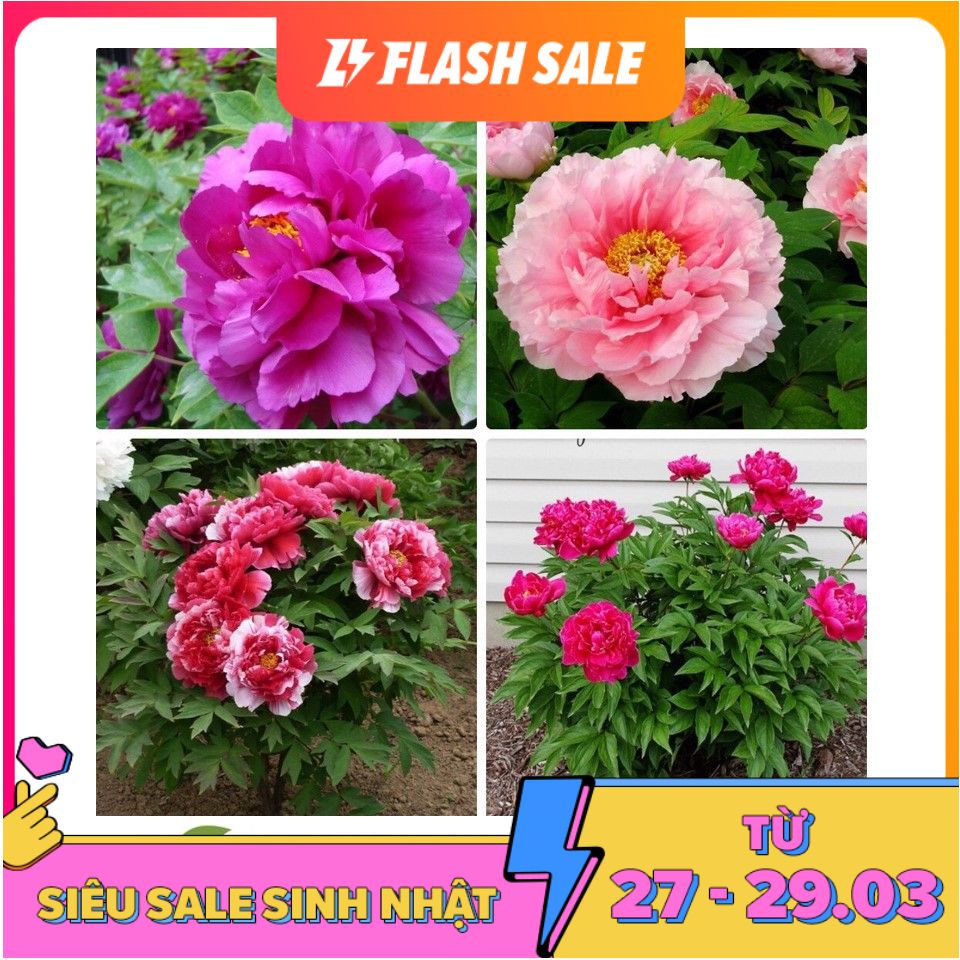 MJ69 Hạt Giống Hoa Mẫu Đơn Kép Mix ( Gói 05 Hạt)