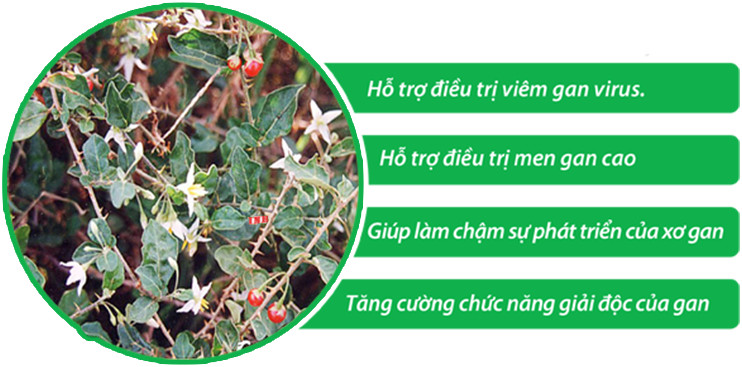 Bán sỉ- 2 kg cà gai leo khô