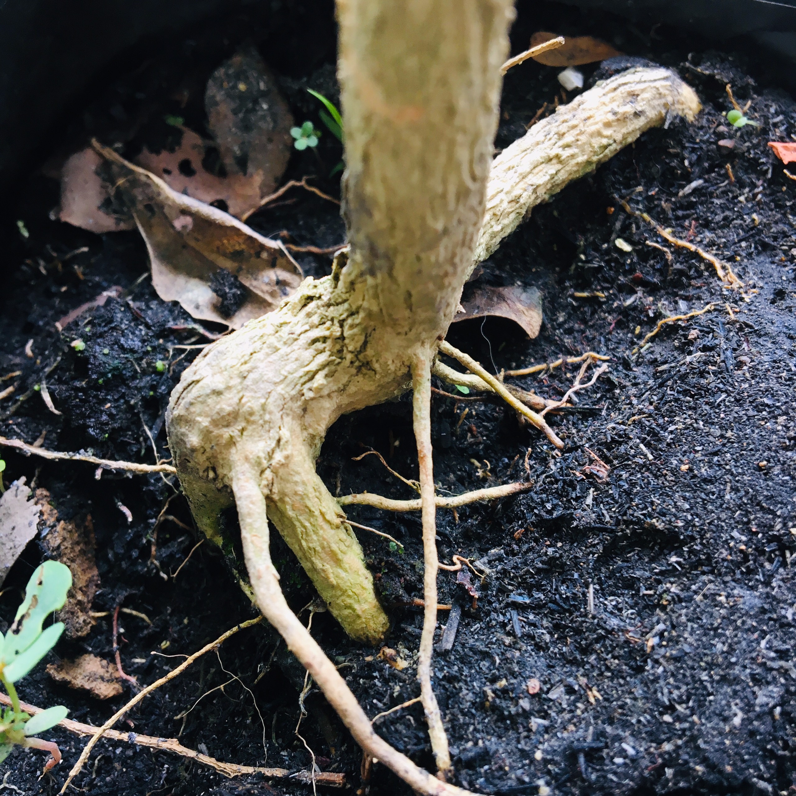 CÂY NGUYỆT QUẾ BONSAI MINI