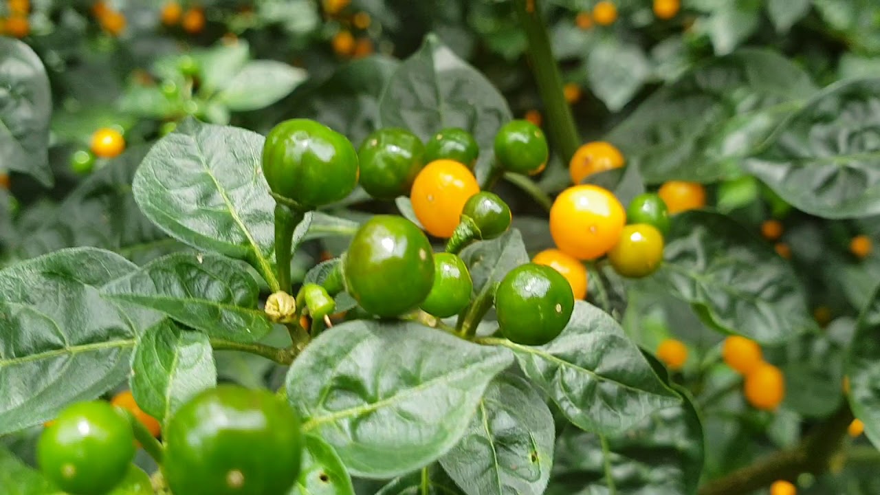 Gói 30 hạt giống Ớt Peru Aji Charapita Mắc Nhất Thế Giới (Capsicum chinense)