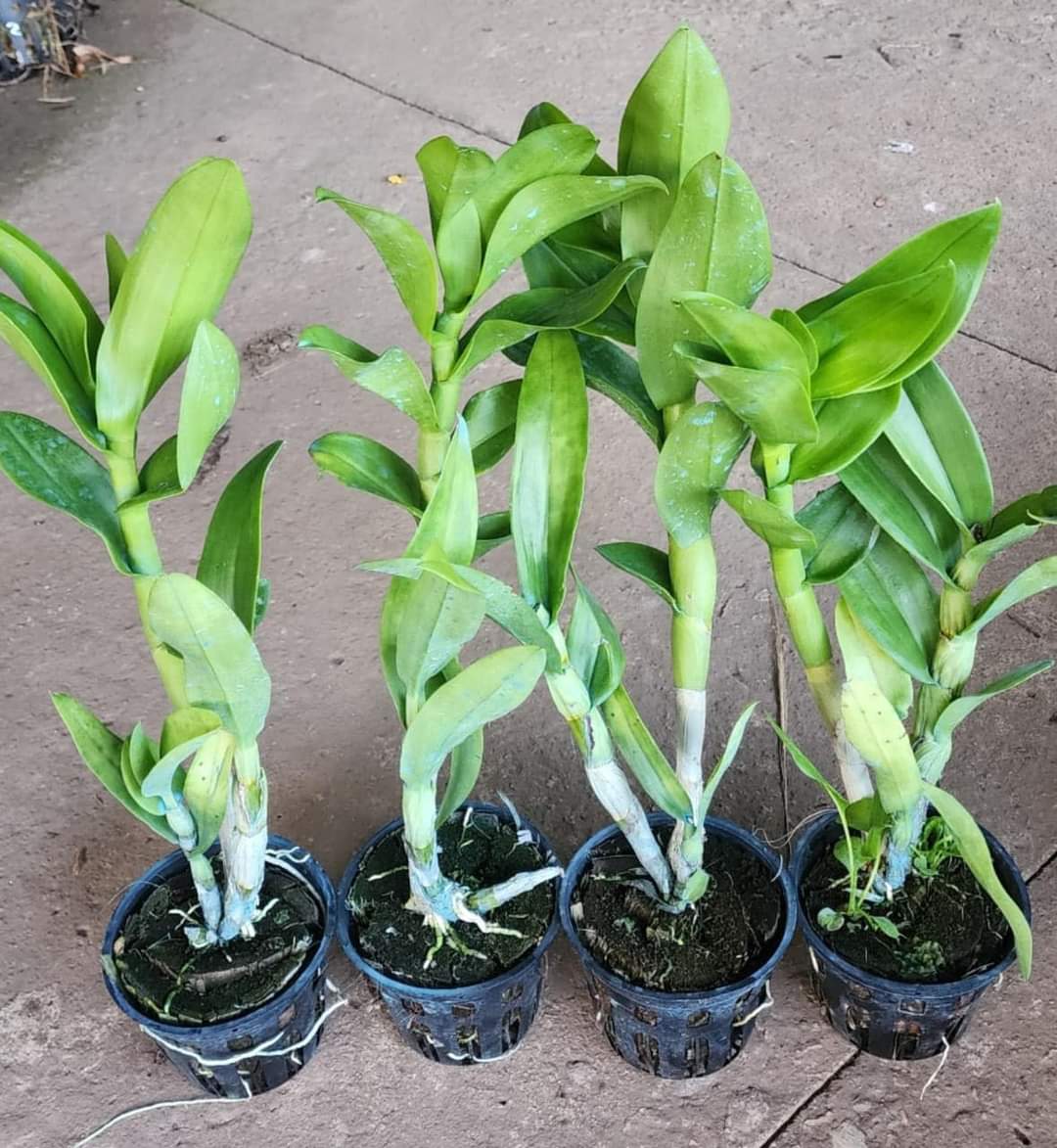 Den lai catt nữ hoàng
