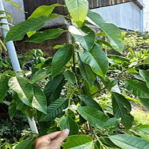 CÂY HOA NGỌC LAN TRẮNG