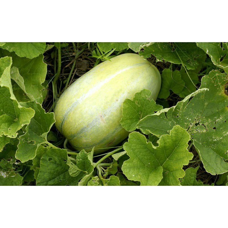 Hạt giống dưa gang - gói 5gr