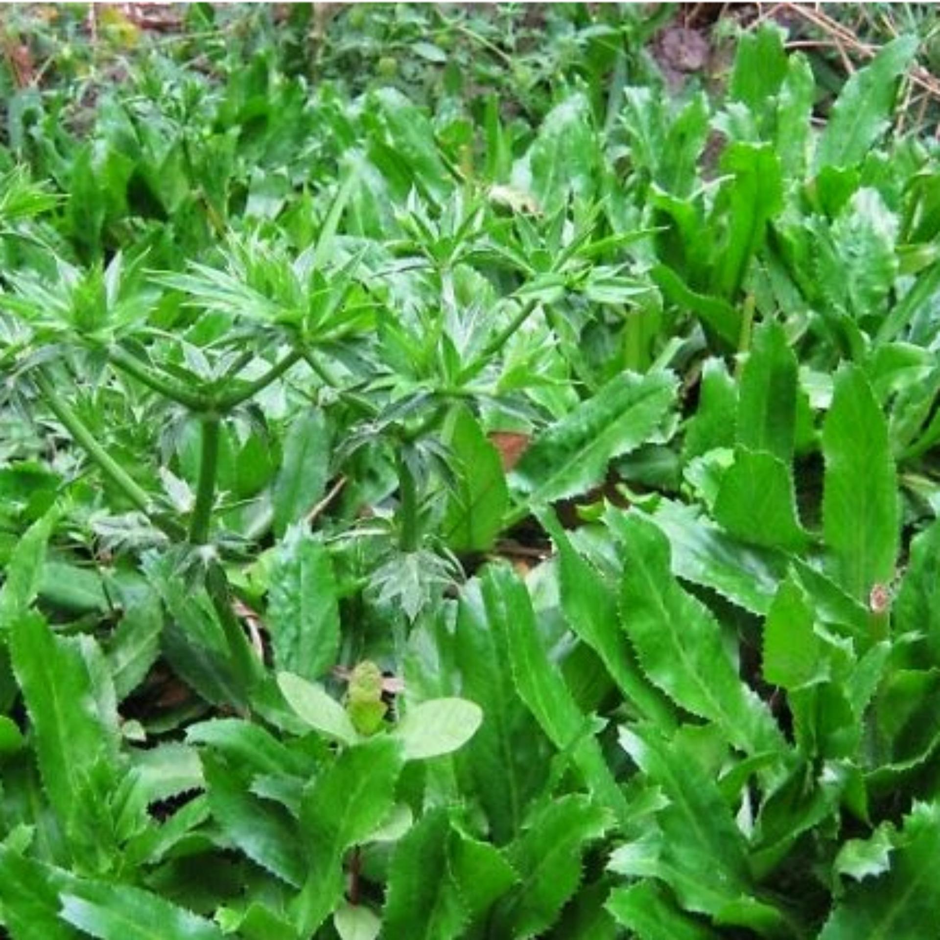 2g Hạt giống Ngò gai