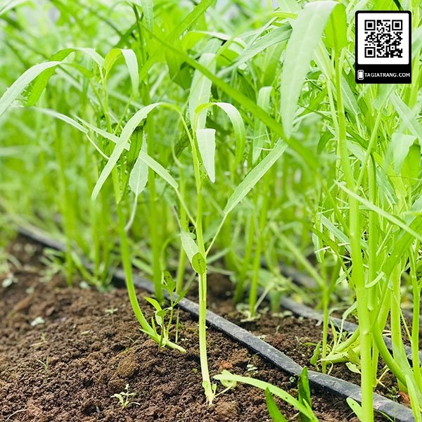 Hạt giống rau muống Thái Lan 50g
