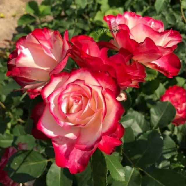 [ HỌC VIÊN NÔNG NGHIỆP I ] Double delight. - hoa hồng ngoại