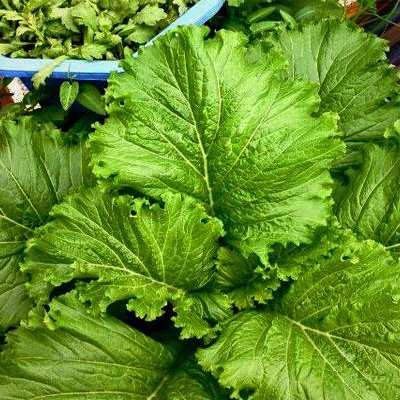 10g Hạt giống cải bẹ mào gà