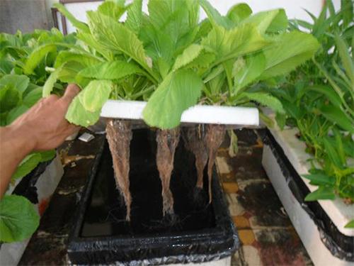 Dung Dịch Thủy Canh HYDROPONIC 100ML